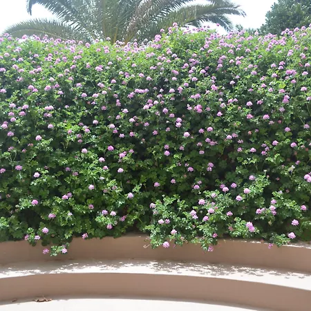 Livvo Risco Del Gato 4* 코스타카르마