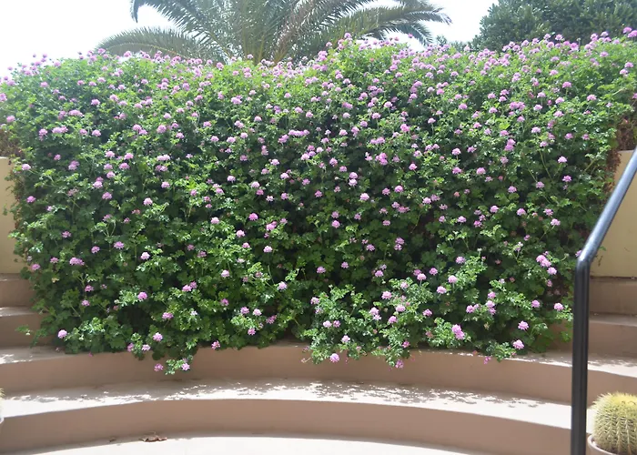 Livvo Risco Del Gato 4* קוסטה קלמה